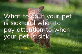 What to do if your pet is sick and what to pay attention to when your pet is sick