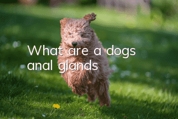 What are a dog’s anal glands?