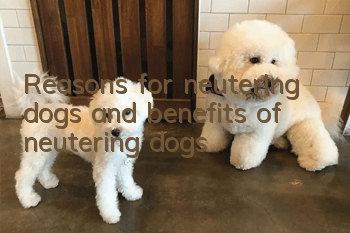 Reasons for neutering dogs and benefits of neutering dogs