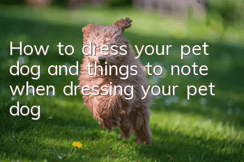How to dress your pet dog and things to note when dressing your pet dog