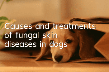 Causes and treatments of fungal skin diseases in dogs