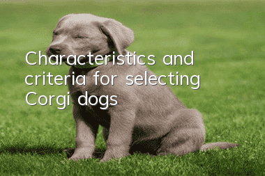 Characteristics and criteria for selecting Corgi dogs