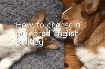 How to choose a purebred English Bulldog