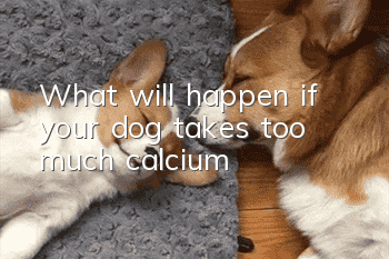 What will happen if your dog takes too much calcium?