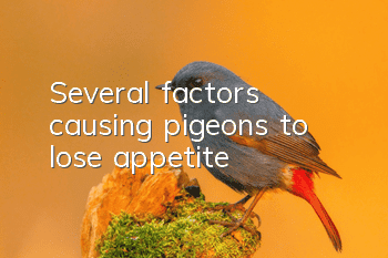 Several factors causing pigeons to lose appetite