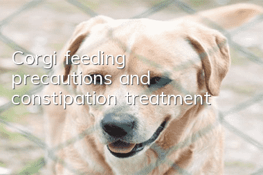 Corgi feeding precautions and constipation treatment