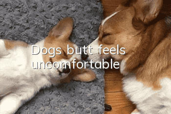 Dog's butt feels uncomfortable