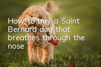 How to buy a Saint Bernard dog that breathes through the nose