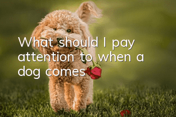 What should I pay attention to when a dog comes?