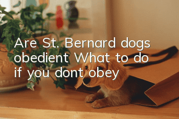 Are St. Bernard dogs obedient? What to do if you don’t obey
