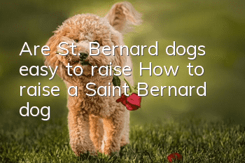 Are St. Bernard dogs easy to raise? How to raise a Saint Bernard dog