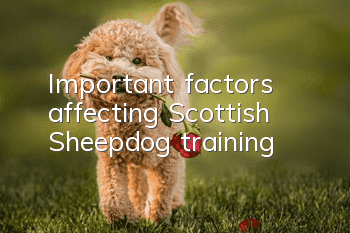 Important factors affecting Scottish Sheepdog training