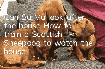 Can Su Mu look after the house? How to train a Scottish Sheepdog to watch the house