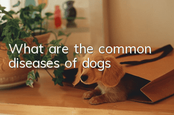 What are the common diseases of dogs?