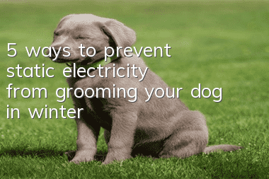 5 ways to prevent static electricity from grooming your dog in winter