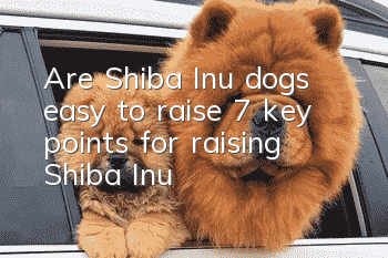 Are Shiba Inu dogs easy to raise? 7 key points for raising Shiba Inu