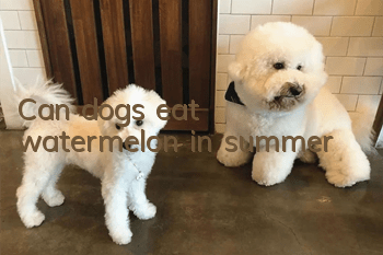 Can dogs eat watermelon in summer?