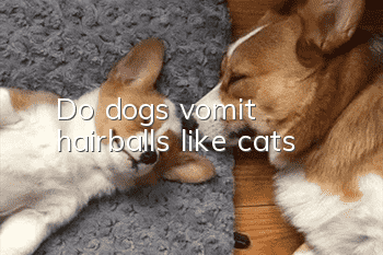 Do dogs vomit hairballs like cats?