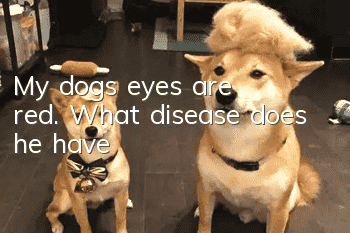 My dog’s eyes are red. What disease does he have?