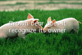 Brown bear, does it recognize its owner?