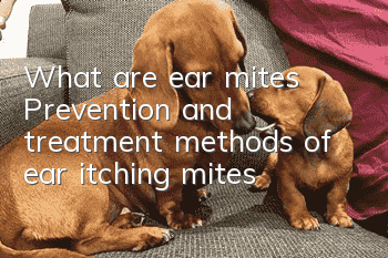 What are ear mites? Prevention and treatment methods of ear itching mites
