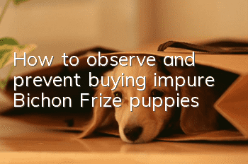 How to observe and prevent buying impure Bichon Frize puppies