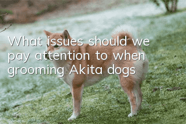 What issues should we pay attention to when grooming Akita dogs?