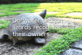 Do water dragon lizards recognize their owners?