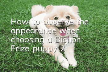 How to observe the appearance when choosing a Bichon Frize puppy (2)