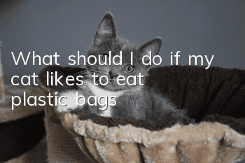 What should I do if my cat likes to eat plastic bags?