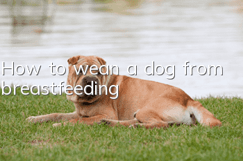 How to wean a dog from breastfeeding