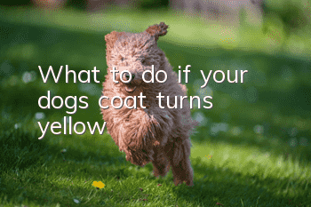 What to do if your dog’s coat turns yellow