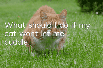 What should I do if my cat won’t let me cuddle?