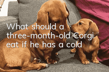 What should a three-month-old Corgi eat if he has a cold?