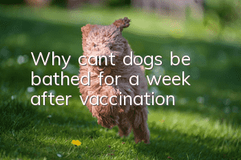 Why can’t dogs be bathed for a week after vaccination?