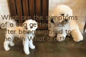 What are the symptoms of a dog getting sick after being exposed to the rain? What are the symptoms of a dog getting sick after being exposed to the rain?