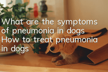 What are the symptoms of pneumonia in dogs? How to treat pneumonia in dogs