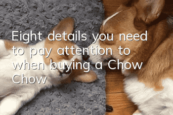 Eight details you need to pay attention to when buying a Chow Chow