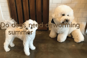 Do dogs need deworming in summer?