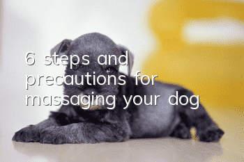6 steps and precautions for massaging your dog