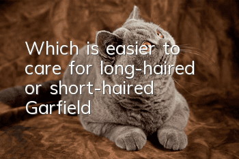 Which is easier to care for, long-haired or short-haired Garfield?