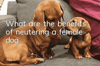 What are the benefits of neutering a female dog?