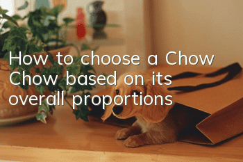 How to choose a Chow Chow based on its overall proportions