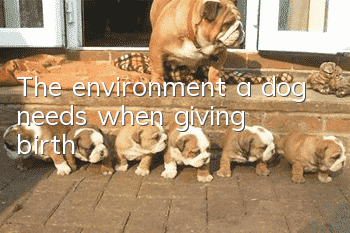 The environment a dog needs when giving birth