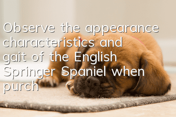 Observe the appearance characteristics and gait of the English Springer Spaniel when purchasing