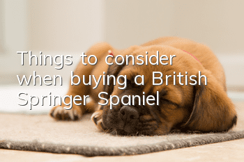 Things to consider when buying a British Springer Spaniel