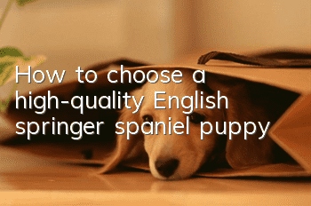 How to choose a high-quality English springer spaniel puppy