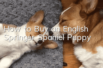How to Buy an English Springer Spaniel Puppy