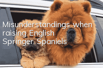 Misunderstandings when raising English Springer Spaniels