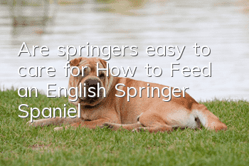Are springers easy to care for? How to Feed an English Springer Spaniel